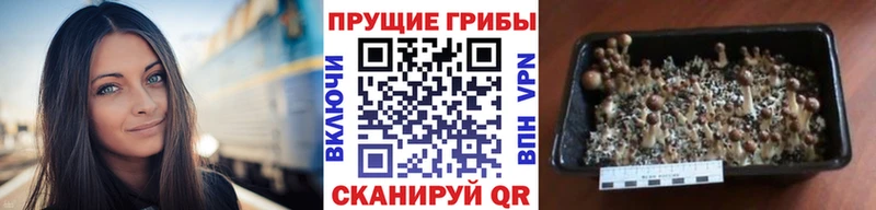 Галлюциногенные грибы Psilocybine cubensis  Завитинск 